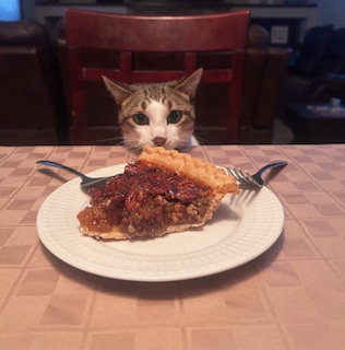 Cat_Image