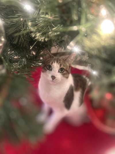 JaxChristams